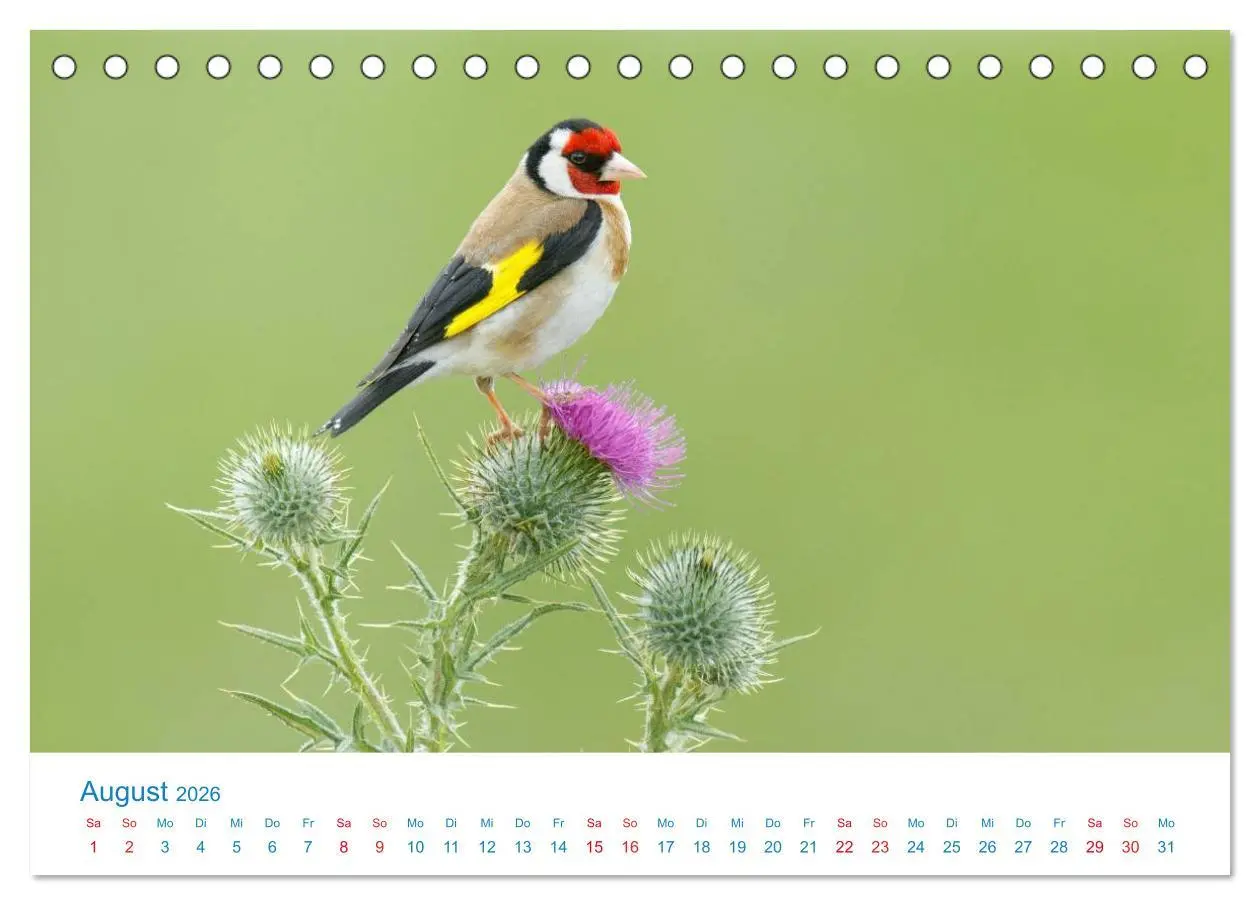 Bild: 9783457945186 | Singvögel - 12 Arten im Garten (Tischkalender 2026 DIN A5 quer),...