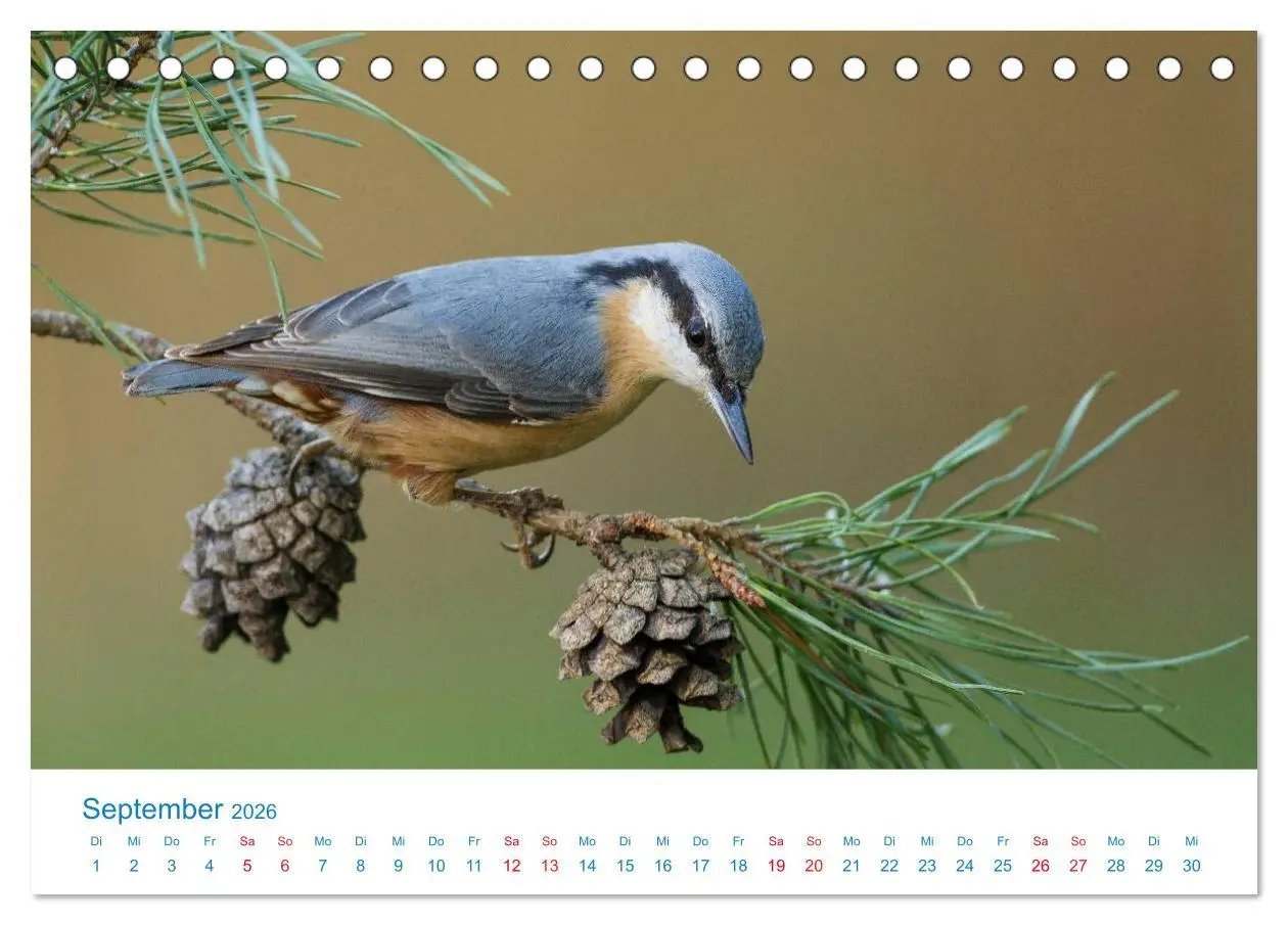 Bild: 9783457945186 | Singvögel - 12 Arten im Garten (Tischkalender 2026 DIN A5 quer),...