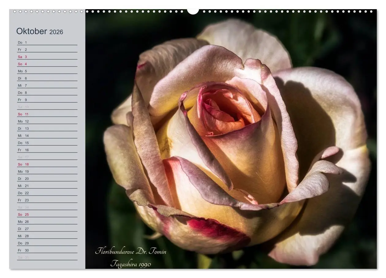 Bild: 9783516035186 | Kurfürstliche Rosen Eltville am Rhein (Wandkalender 2026 DIN A2...