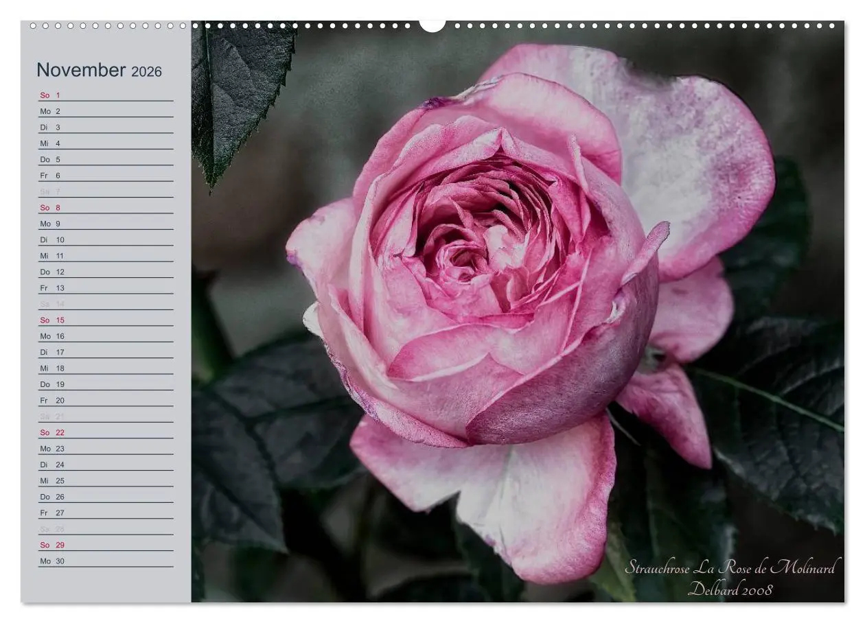 Bild: 9783516035186 | Kurfürstliche Rosen Eltville am Rhein (Wandkalender 2026 DIN A2...