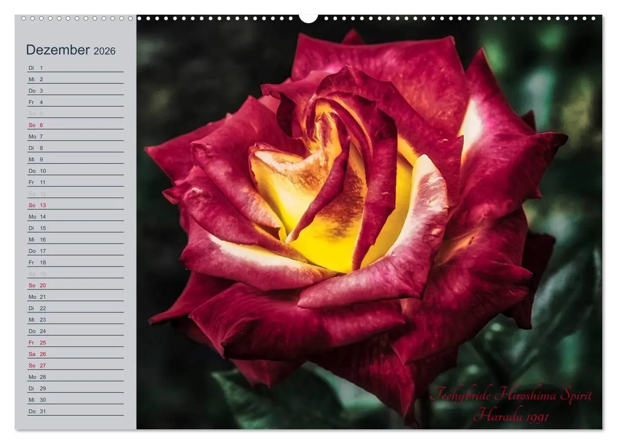 Bild: 9783516035186 | Kurfürstliche Rosen Eltville am Rhein (Wandkalender 2026 DIN A2...