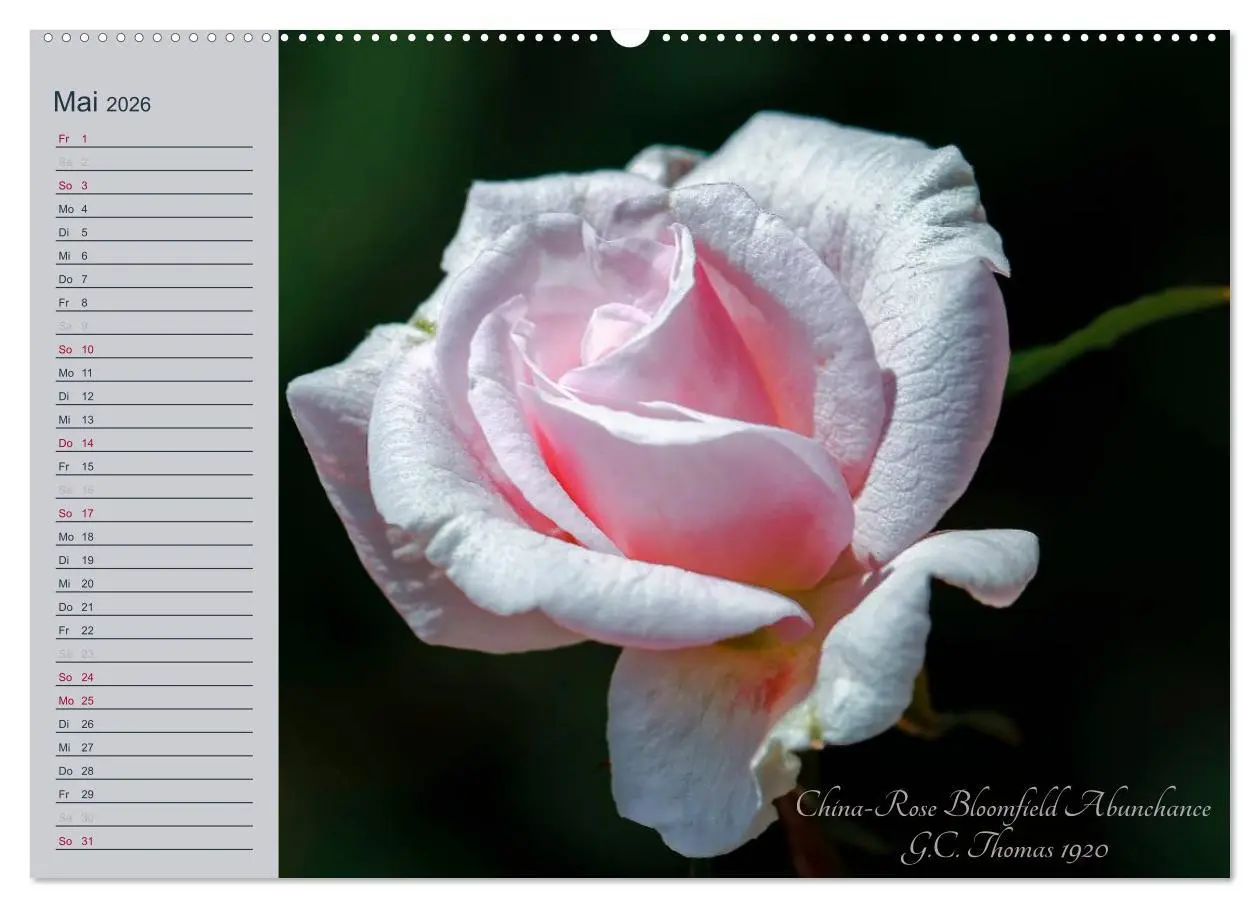 Bild: 9783516035186 | Kurfürstliche Rosen Eltville am Rhein (Wandkalender 2026 DIN A2...