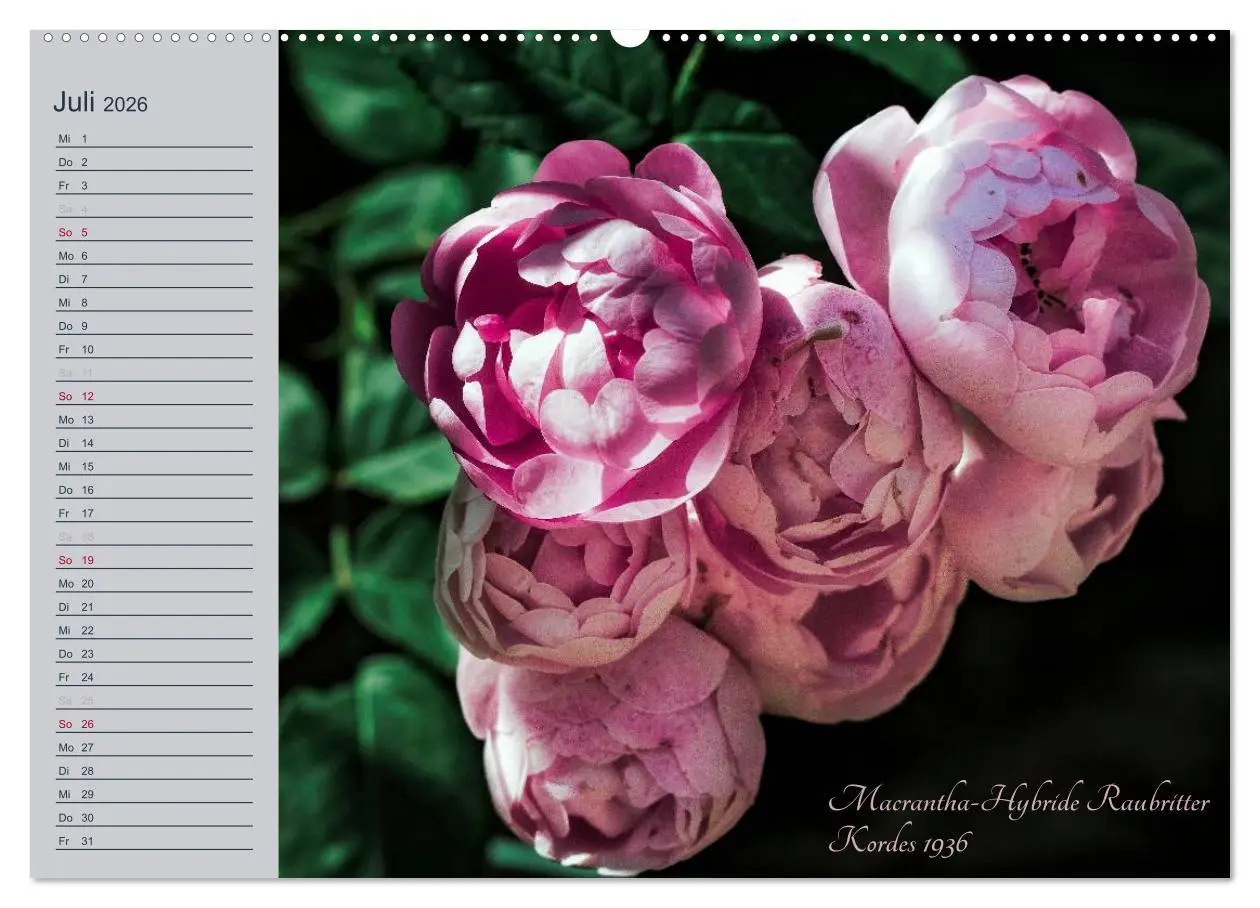 Bild: 9783516035186 | Kurfürstliche Rosen Eltville am Rhein (Wandkalender 2026 DIN A2...