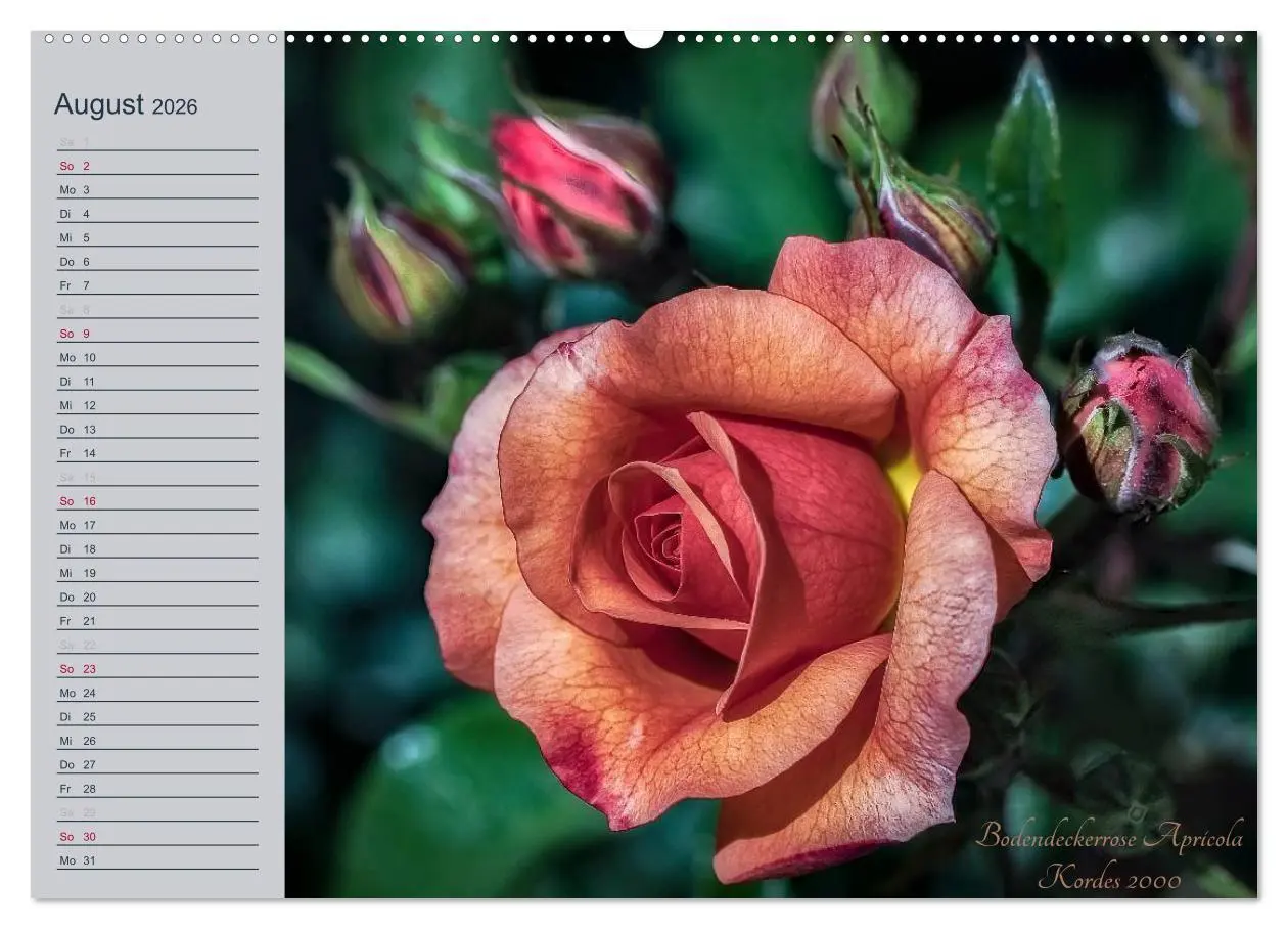 Bild: 9783516035186 | Kurfürstliche Rosen Eltville am Rhein (Wandkalender 2026 DIN A2...