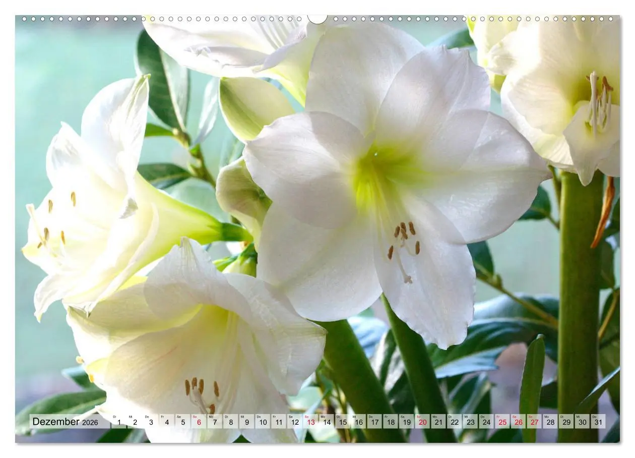 Bild: 9783457865286 | Amaryllis-Blüten (Wandkalender 2026 DIN A2 quer), CALVENDO...