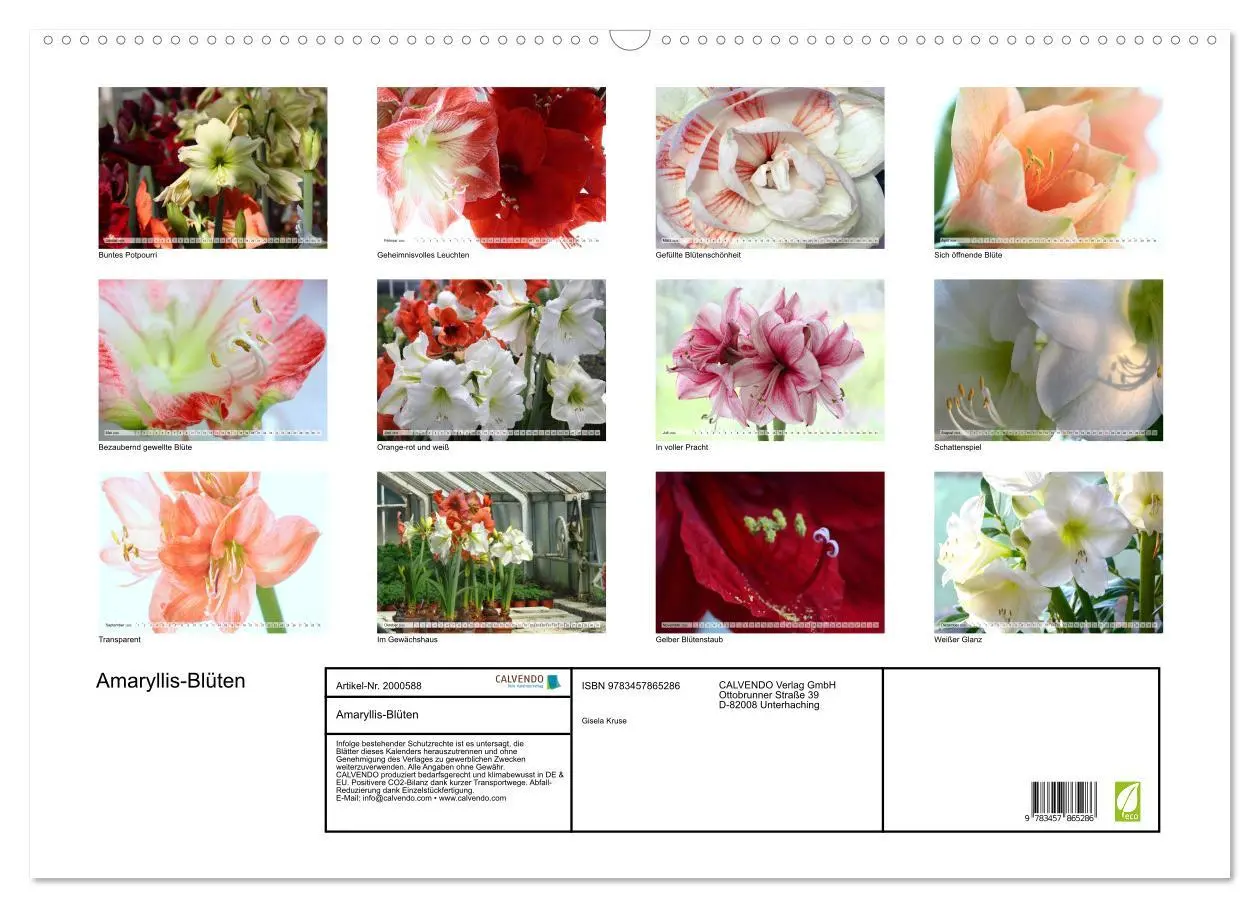 Bild: 9783457865286 | Amaryllis-Blüten (Wandkalender 2026 DIN A2 quer), CALVENDO...