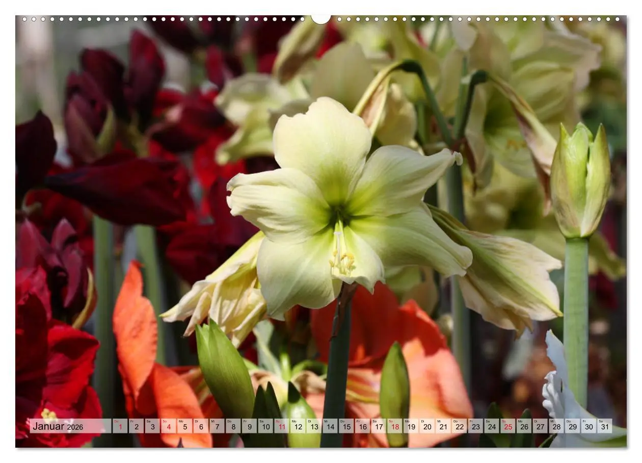 Bild: 9783457865286 | Amaryllis-Blüten (Wandkalender 2026 DIN A2 quer), CALVENDO...