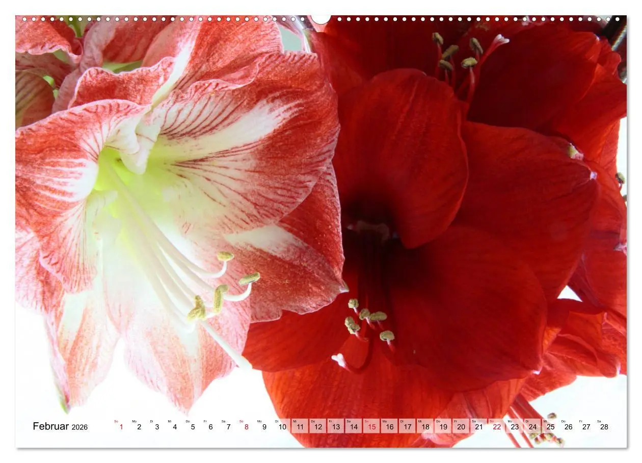 Bild: 9783457865286 | Amaryllis-Blüten (Wandkalender 2026 DIN A2 quer), CALVENDO...