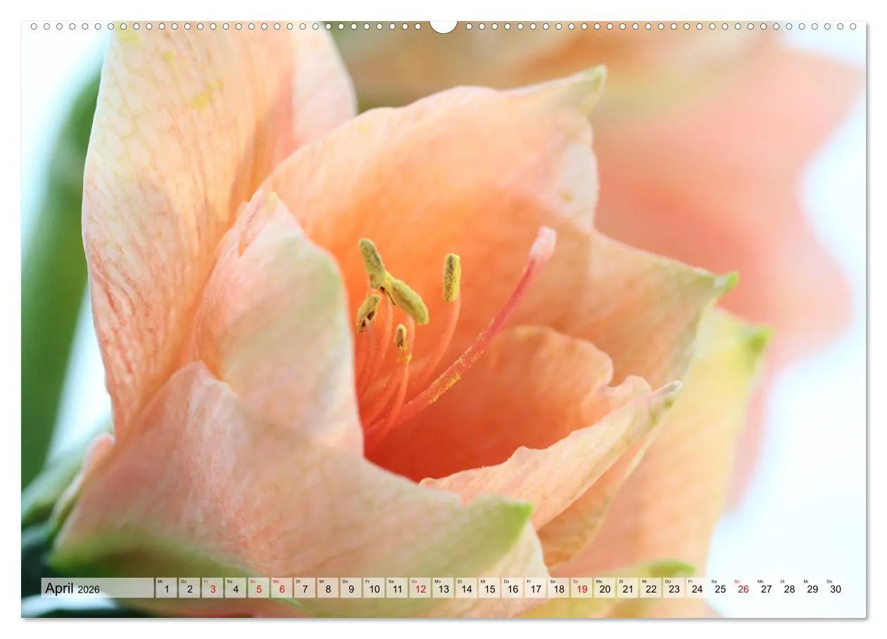 Bild: 9783457865286 | Amaryllis-Blüten (Wandkalender 2026 DIN A2 quer), CALVENDO...