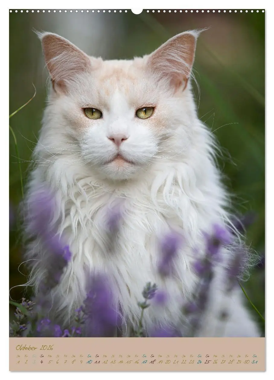 Bild: 9783516335286 | Plüschige Katzen im Garten (hochwertiger Premium Wandkalender 2026...