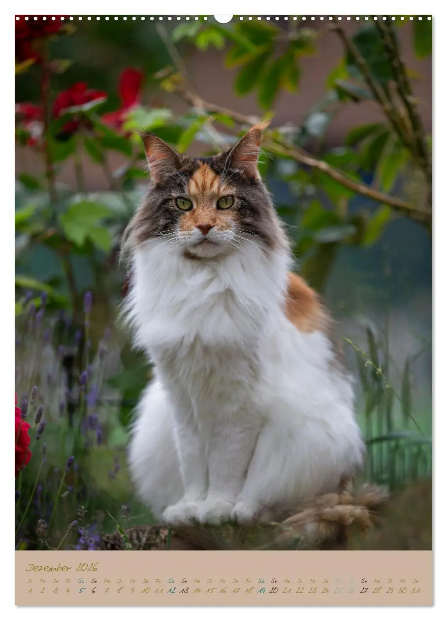 Bild: 9783516335286 | Plüschige Katzen im Garten (hochwertiger Premium Wandkalender 2026...