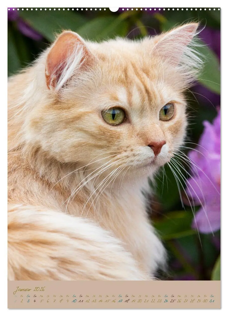 Bild: 9783516335286 | Plüschige Katzen im Garten (hochwertiger Premium Wandkalender 2026...