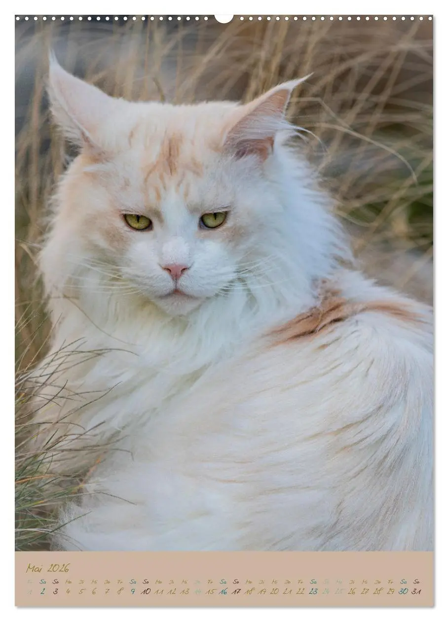 Bild: 9783516335286 | Plüschige Katzen im Garten (hochwertiger Premium Wandkalender 2026...
