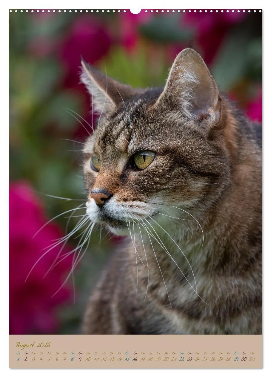 Bild: 9783516335286 | Plüschige Katzen im Garten (hochwertiger Premium Wandkalender 2026...