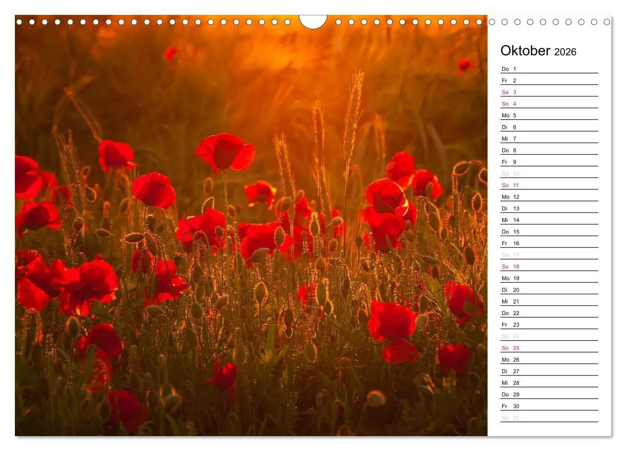 Bild: 9783457785386 | Ein Traum von Mohn (Wandkalender 2026 DIN A3 quer), CALVENDO...
