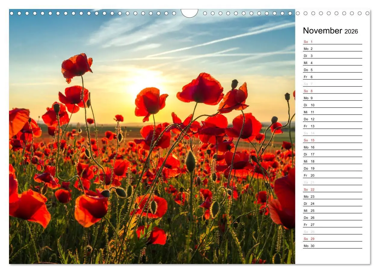 Bild: 9783457785386 | Ein Traum von Mohn (Wandkalender 2026 DIN A3 quer), CALVENDO...