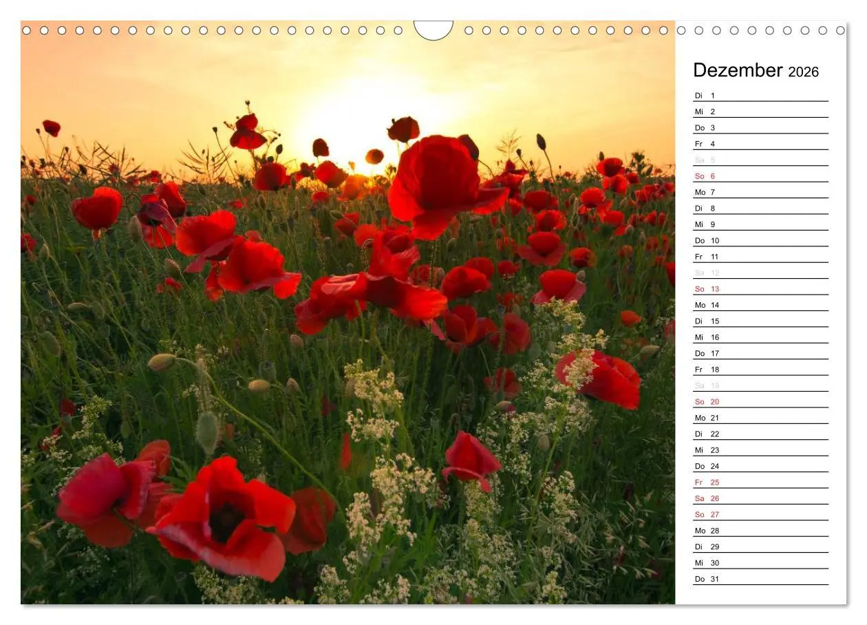 Bild: 9783457785386 | Ein Traum von Mohn (Wandkalender 2026 DIN A3 quer), CALVENDO...