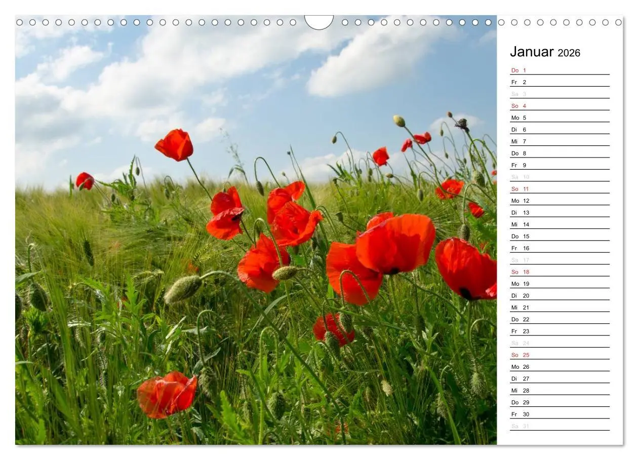 Bild: 9783457785386 | Ein Traum von Mohn (Wandkalender 2026 DIN A3 quer), CALVENDO...