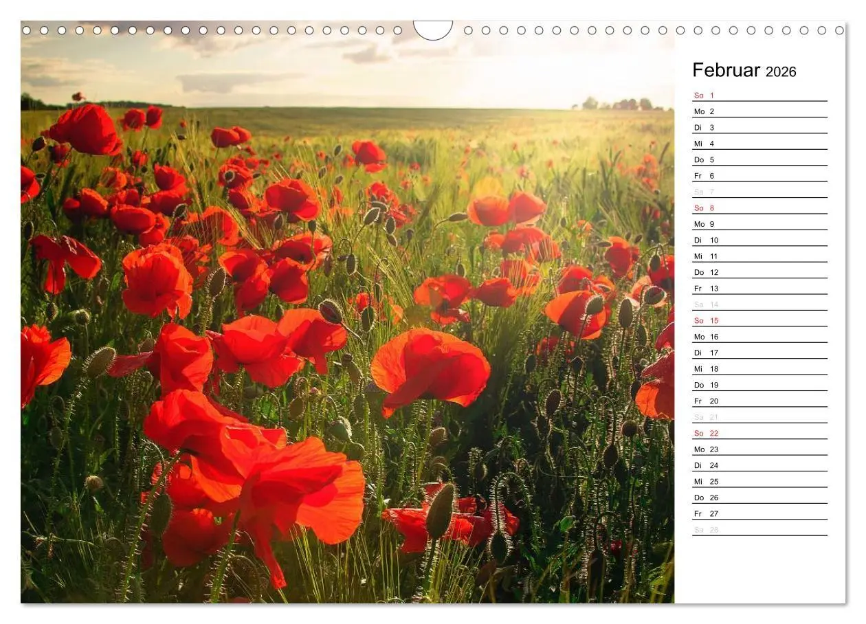Bild: 9783457785386 | Ein Traum von Mohn (Wandkalender 2026 DIN A3 quer), CALVENDO...