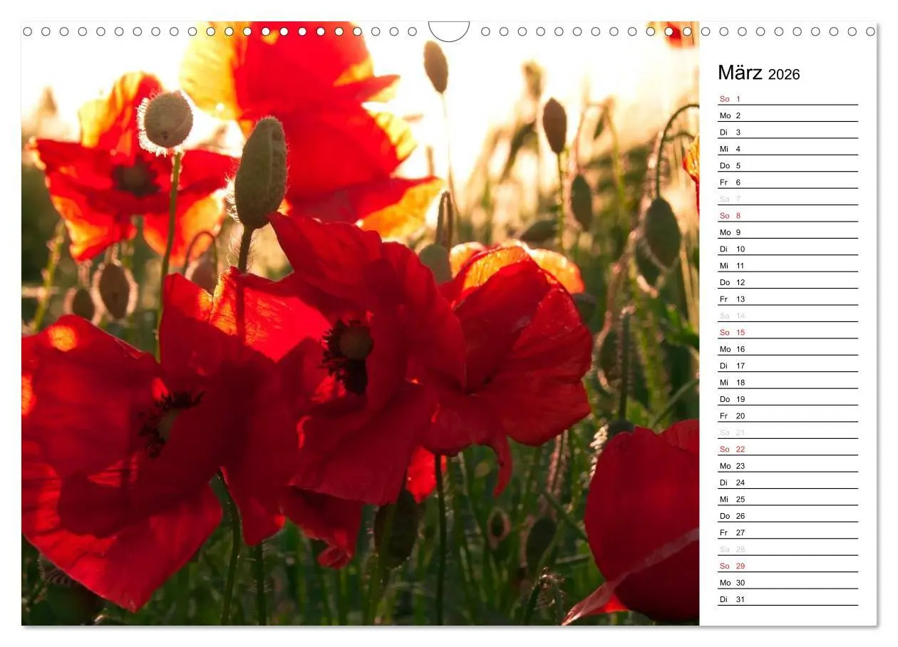 Bild: 9783457785386 | Ein Traum von Mohn (Wandkalender 2026 DIN A3 quer), CALVENDO...
