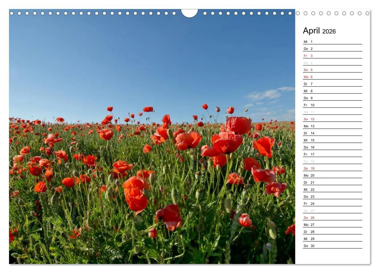 Bild: 9783457785386 | Ein Traum von Mohn (Wandkalender 2026 DIN A3 quer), CALVENDO...