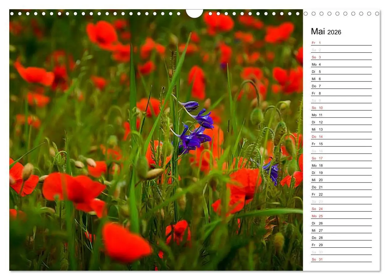 Bild: 9783457785386 | Ein Traum von Mohn (Wandkalender 2026 DIN A3 quer), CALVENDO...