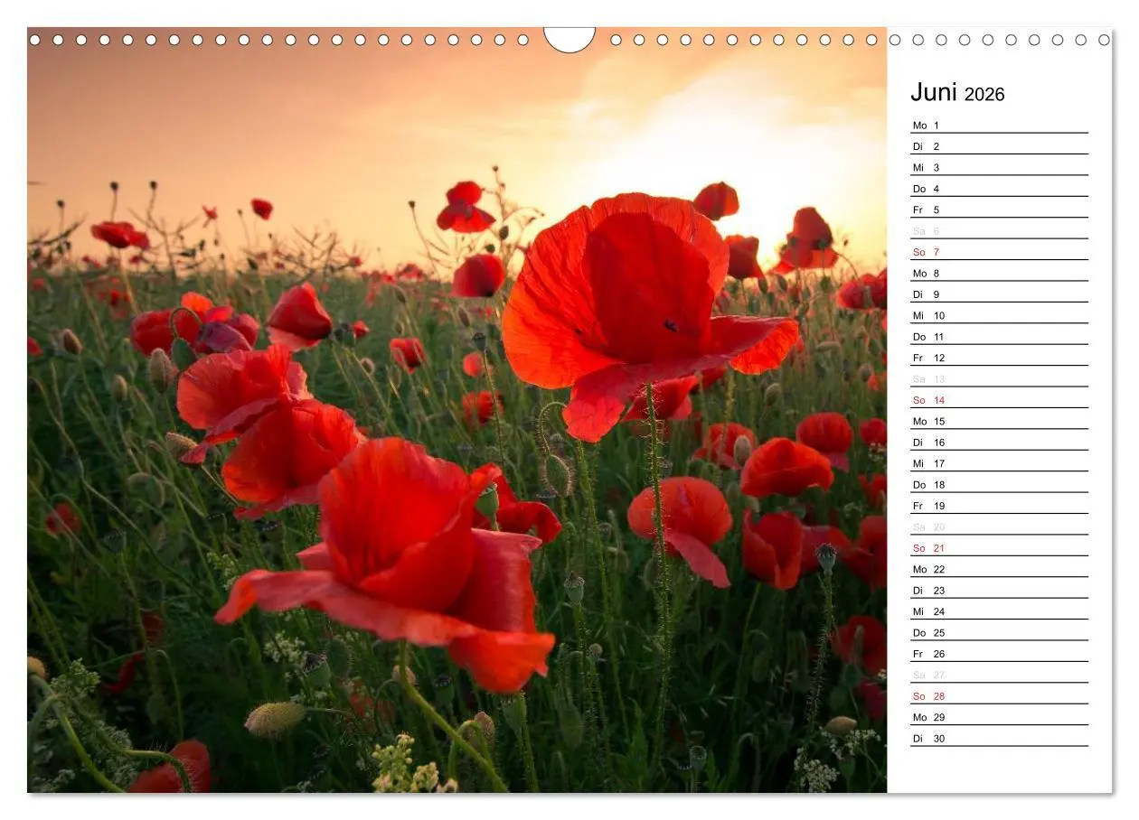 Bild: 9783457785386 | Ein Traum von Mohn (Wandkalender 2026 DIN A3 quer), CALVENDO...