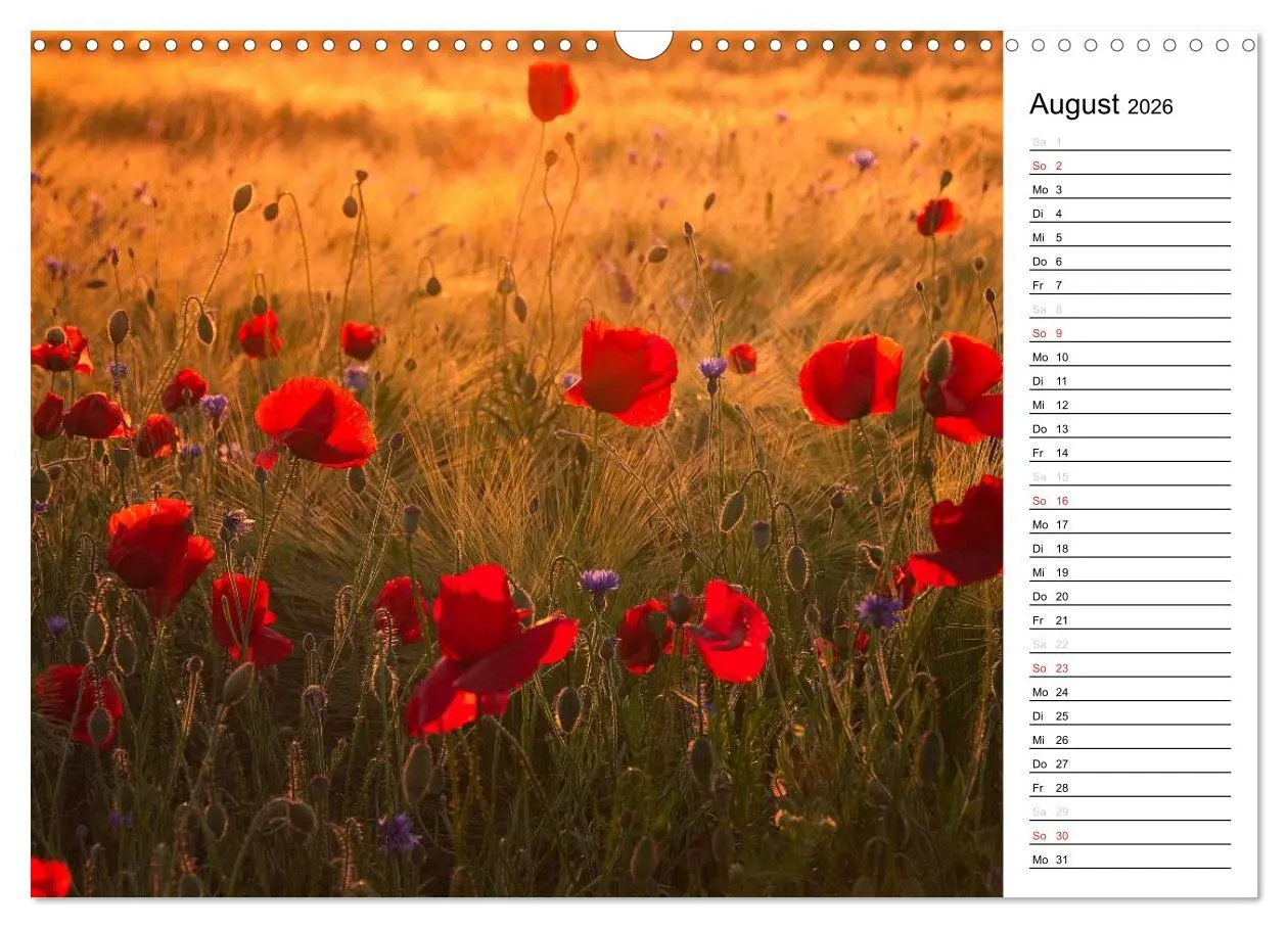 Bild: 9783457785386 | Ein Traum von Mohn (Wandkalender 2026 DIN A3 quer), CALVENDO...