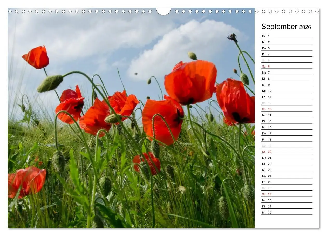 Bild: 9783457785386 | Ein Traum von Mohn (Wandkalender 2026 DIN A3 quer), CALVENDO...