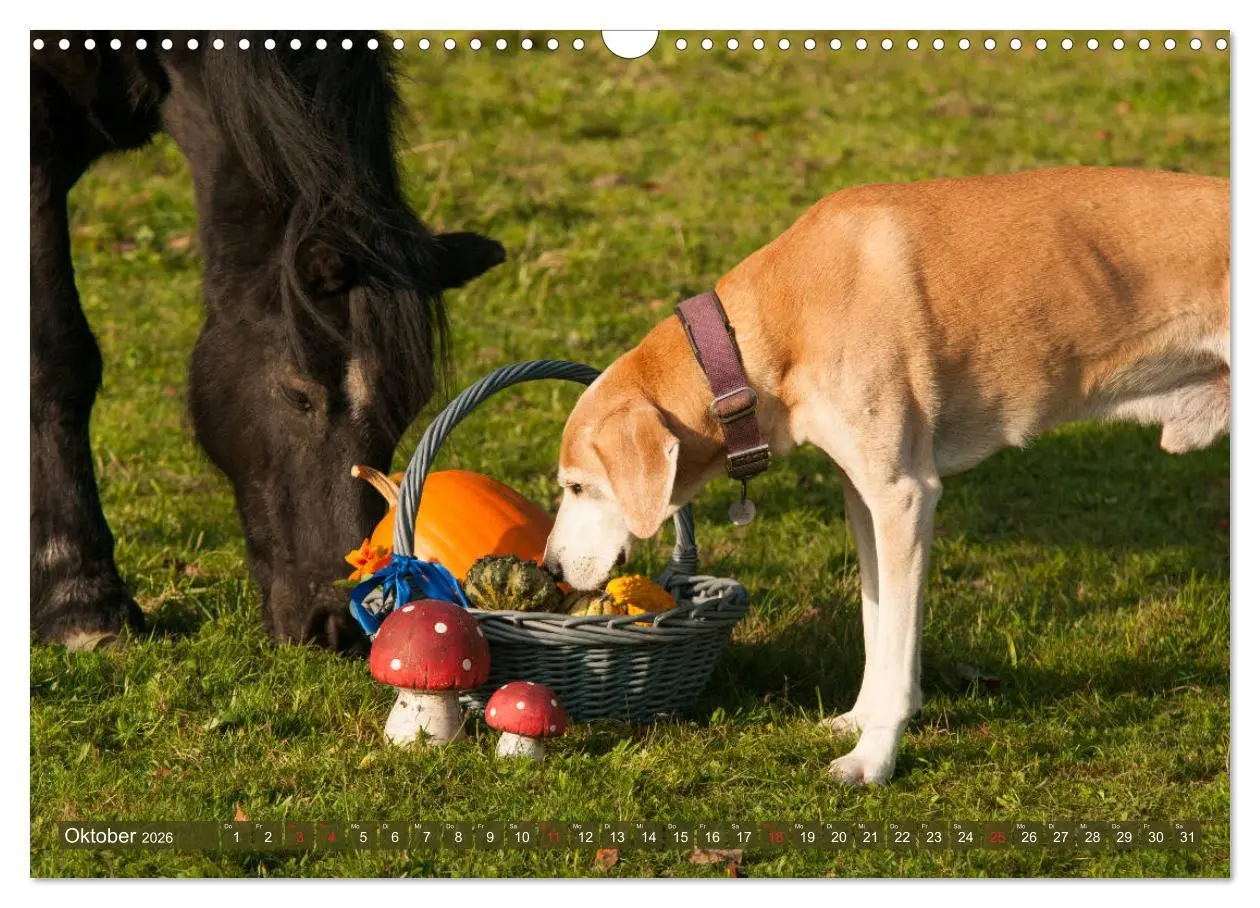 Bild: 9783457925386 | Pferd und Hund - Vierbeinige Freunde (Wandkalender 2026 DIN A3...