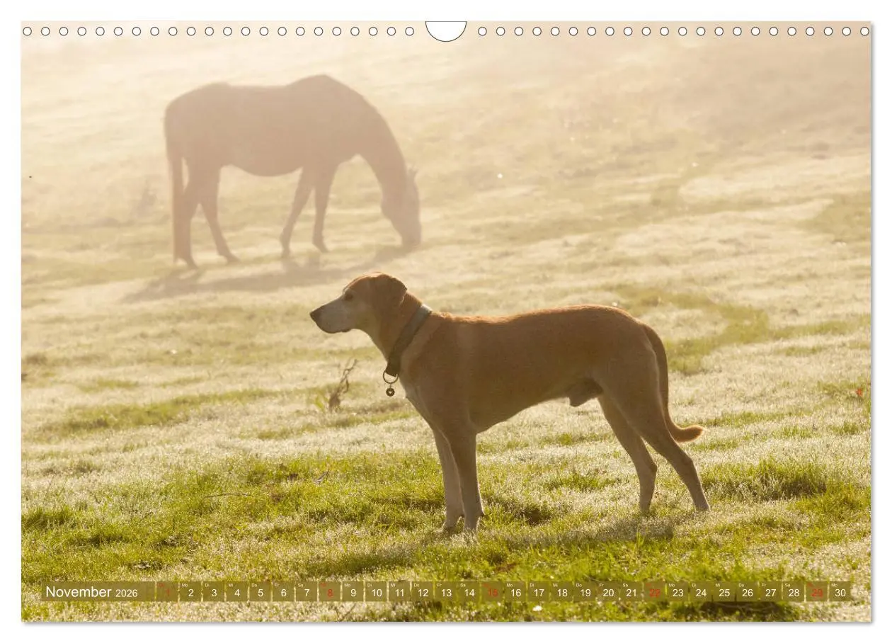 Bild: 9783457925386 | Pferd und Hund - Vierbeinige Freunde (Wandkalender 2026 DIN A3...