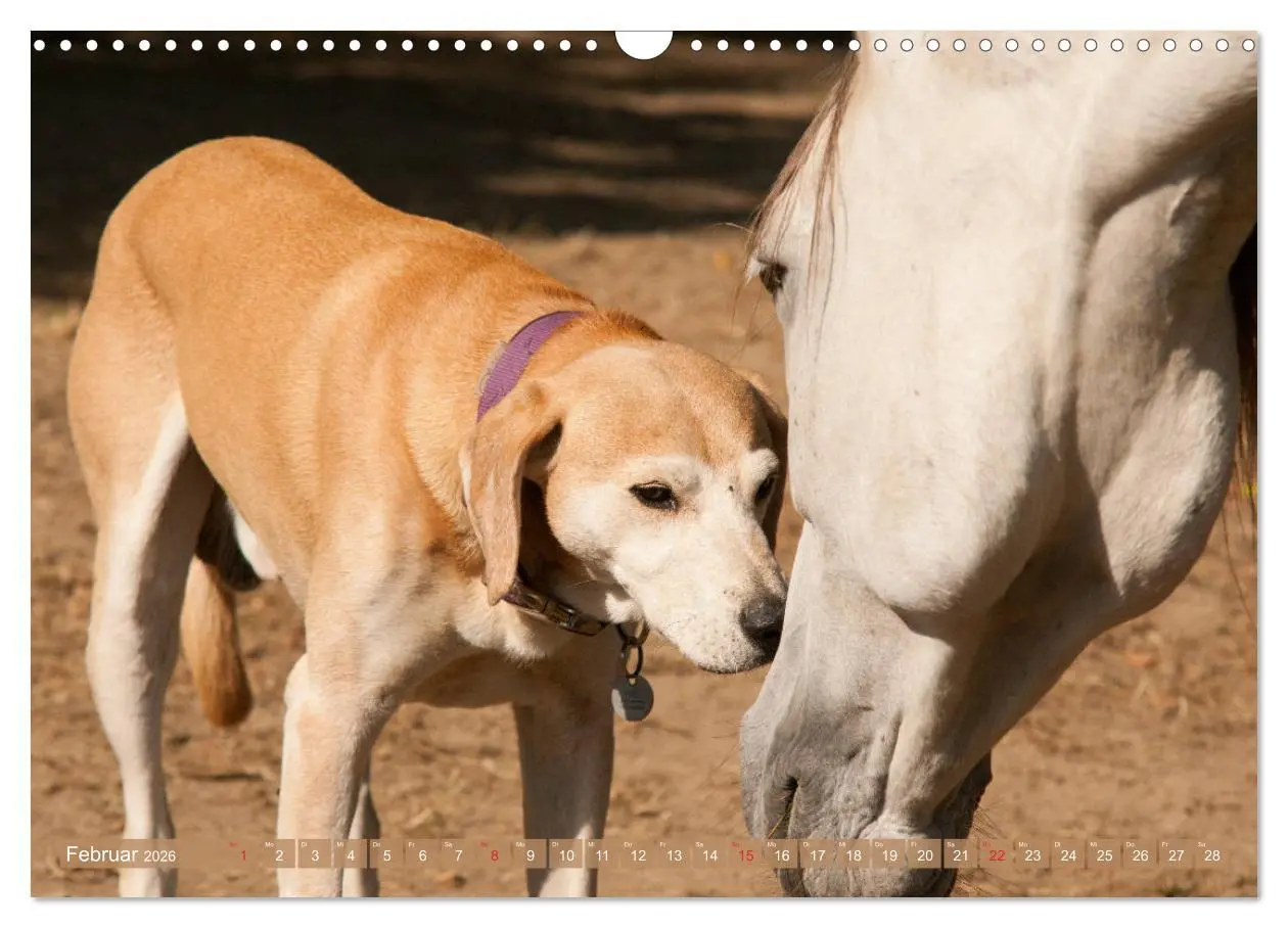 Bild: 9783457925386 | Pferd und Hund - Vierbeinige Freunde (Wandkalender 2026 DIN A3...