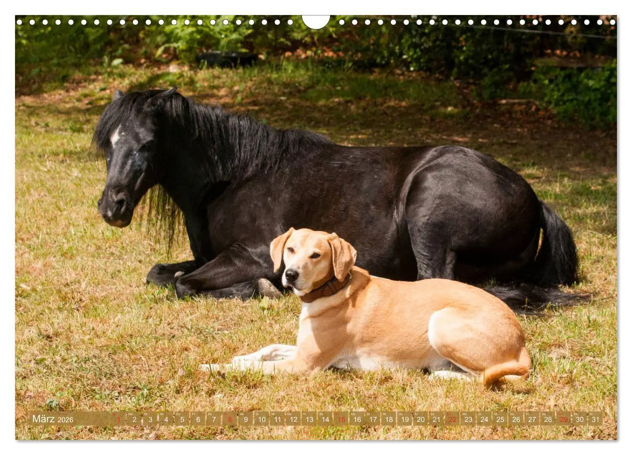 Bild: 9783457925386 | Pferd und Hund - Vierbeinige Freunde (Wandkalender 2026 DIN A3...