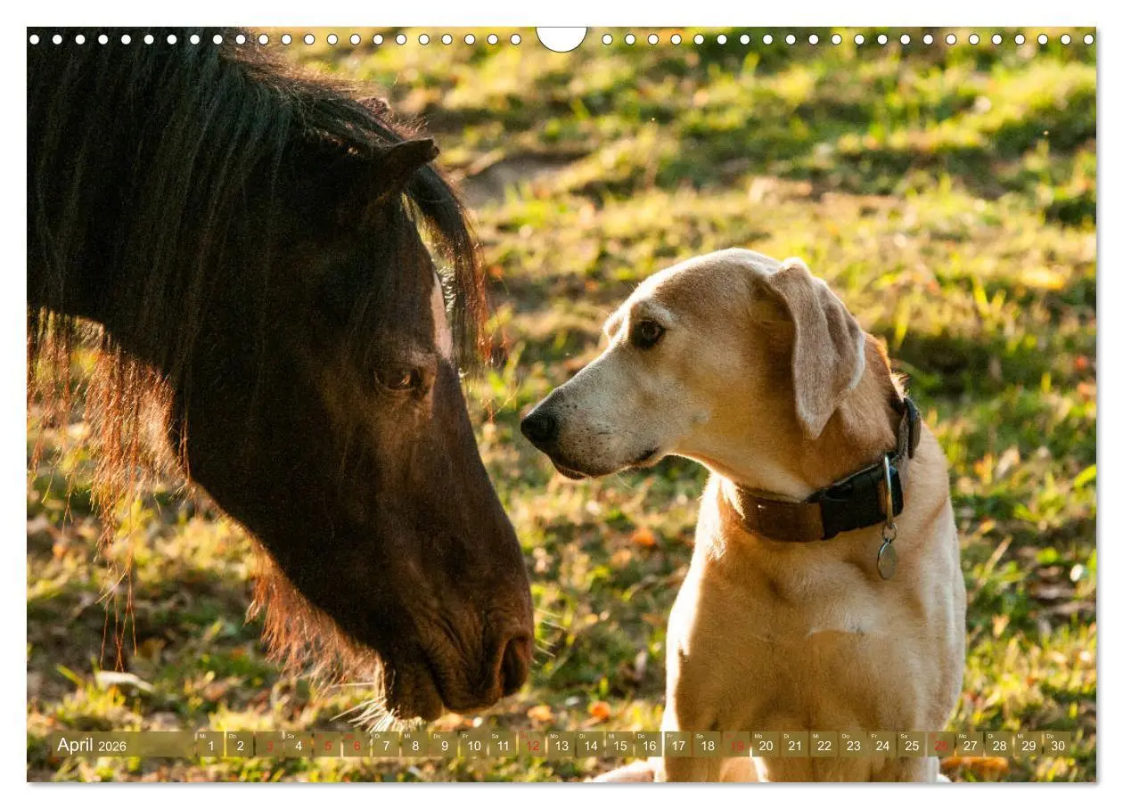 Bild: 9783457925386 | Pferd und Hund - Vierbeinige Freunde (Wandkalender 2026 DIN A3...