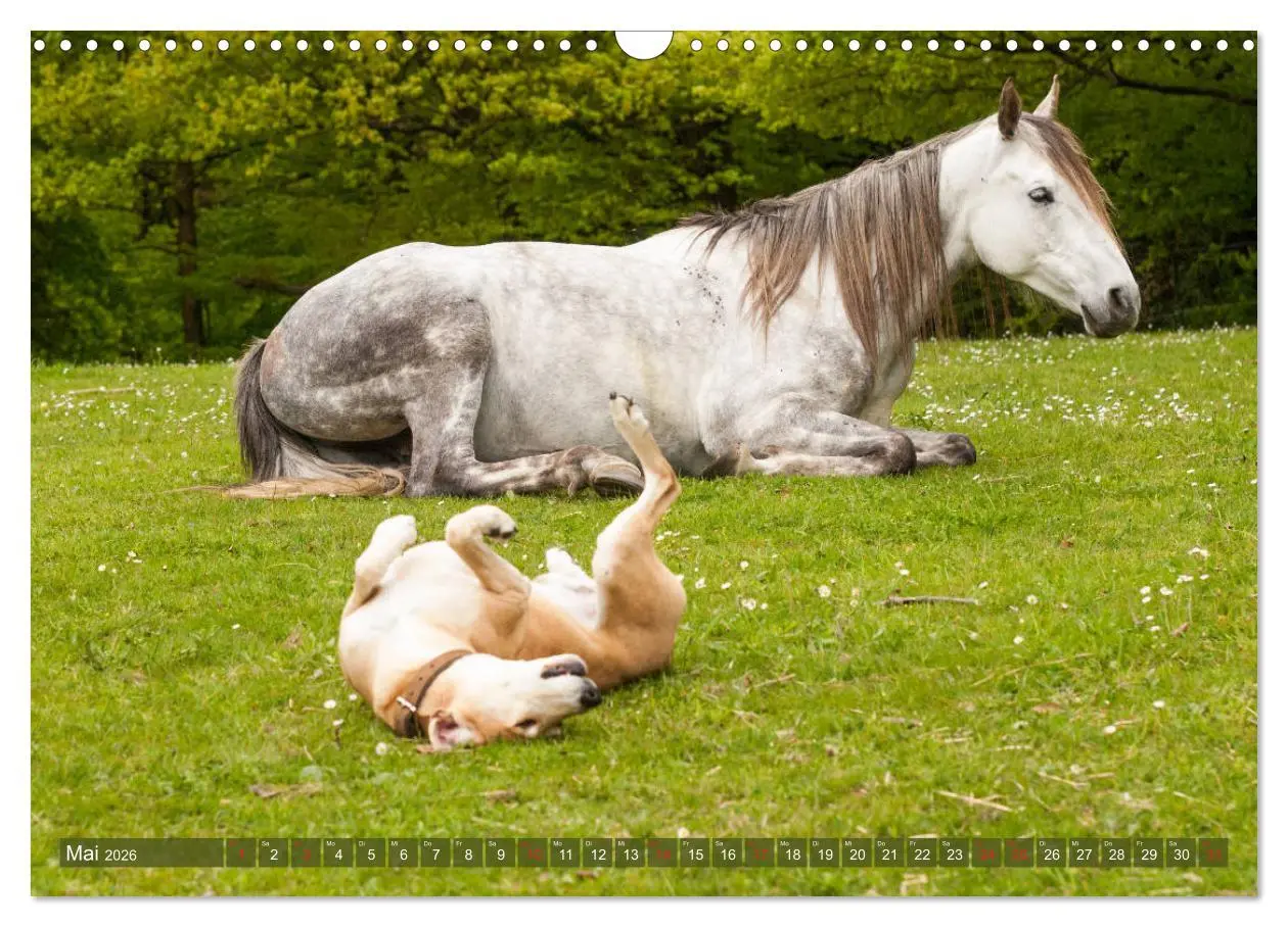 Bild: 9783457925386 | Pferd und Hund - Vierbeinige Freunde (Wandkalender 2026 DIN A3...