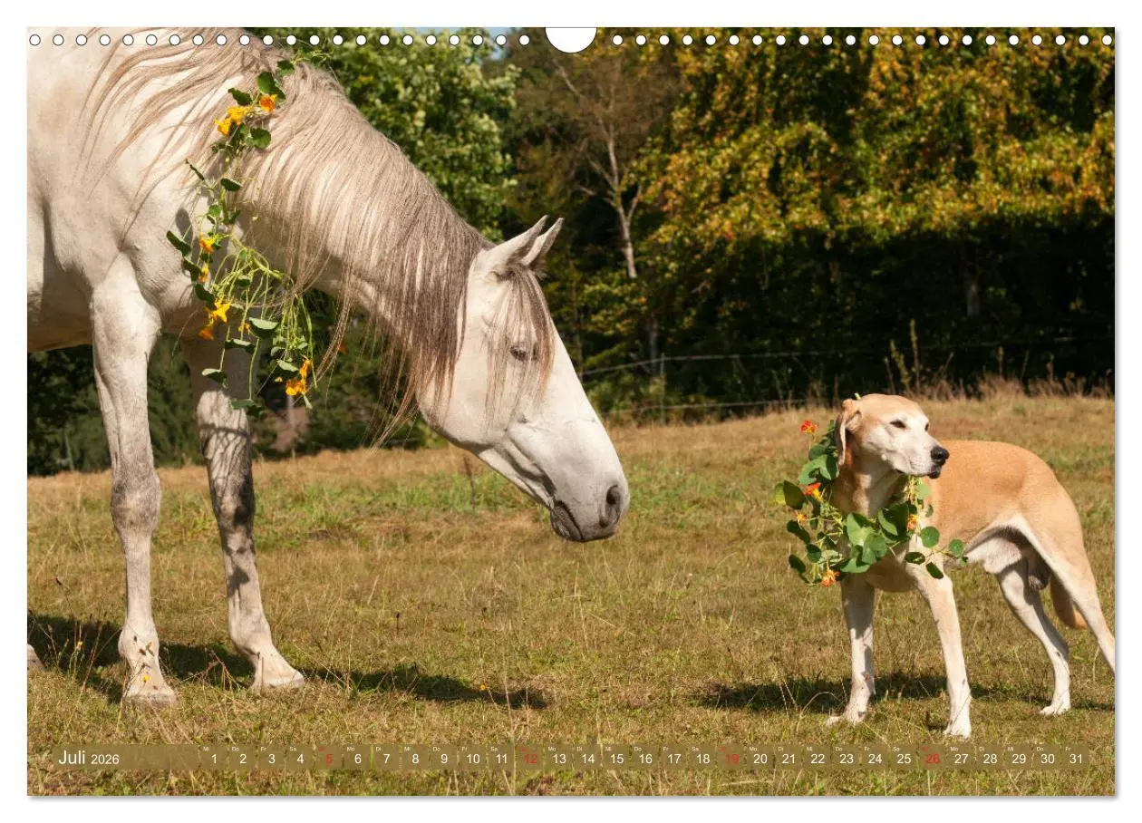 Bild: 9783457925386 | Pferd und Hund - Vierbeinige Freunde (Wandkalender 2026 DIN A3...