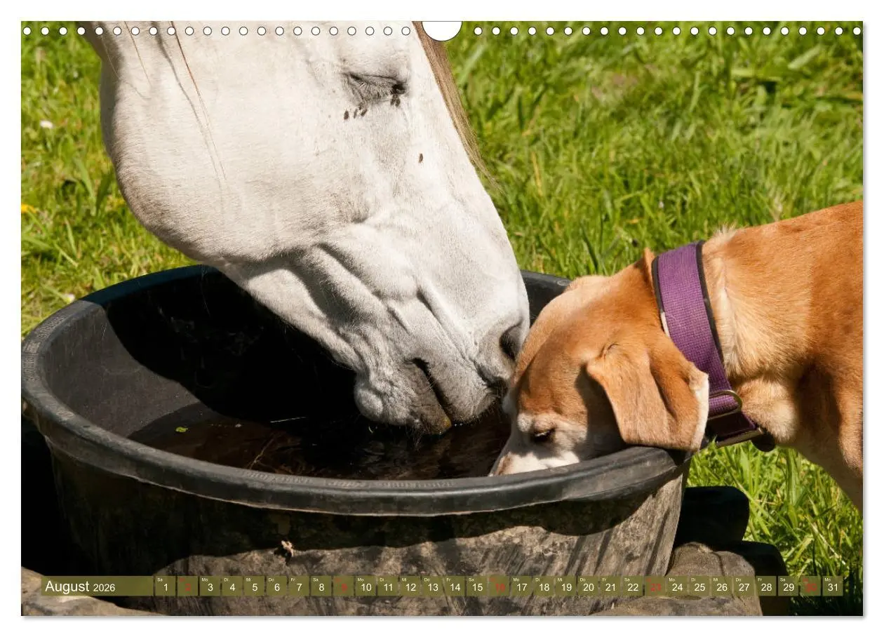 Bild: 9783457925386 | Pferd und Hund - Vierbeinige Freunde (Wandkalender 2026 DIN A3...