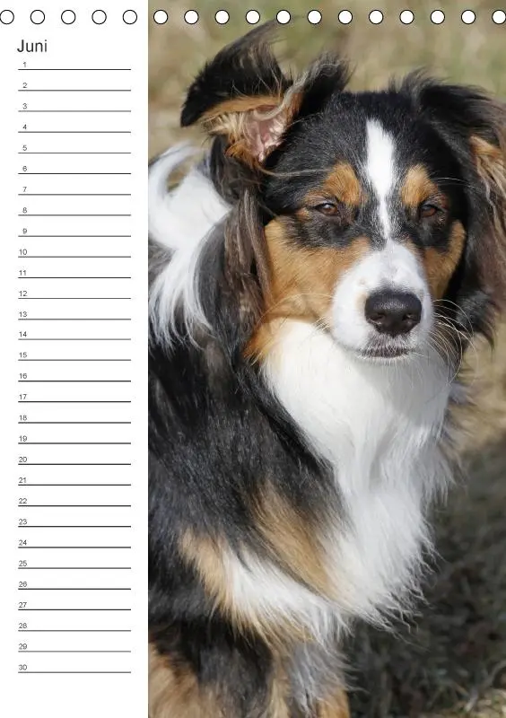 Bild: 9783660185386 | Der Aussie - Geburtstagskalender (Tischkalender immerwährend DIN A5...