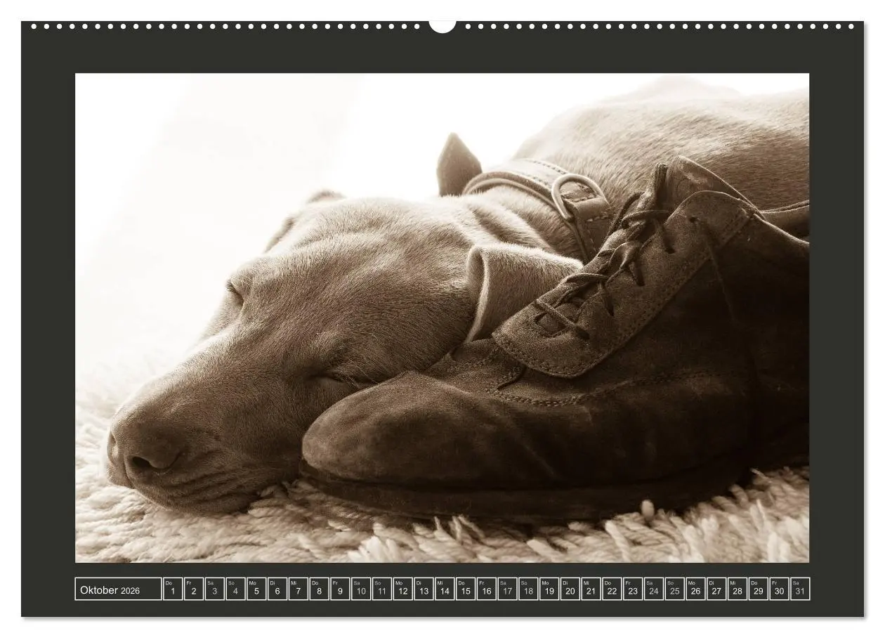 Bild: 9783457845486 | Weimaraner - Ein Welpenjahr (Wandkalender 2026 DIN A2 quer),...