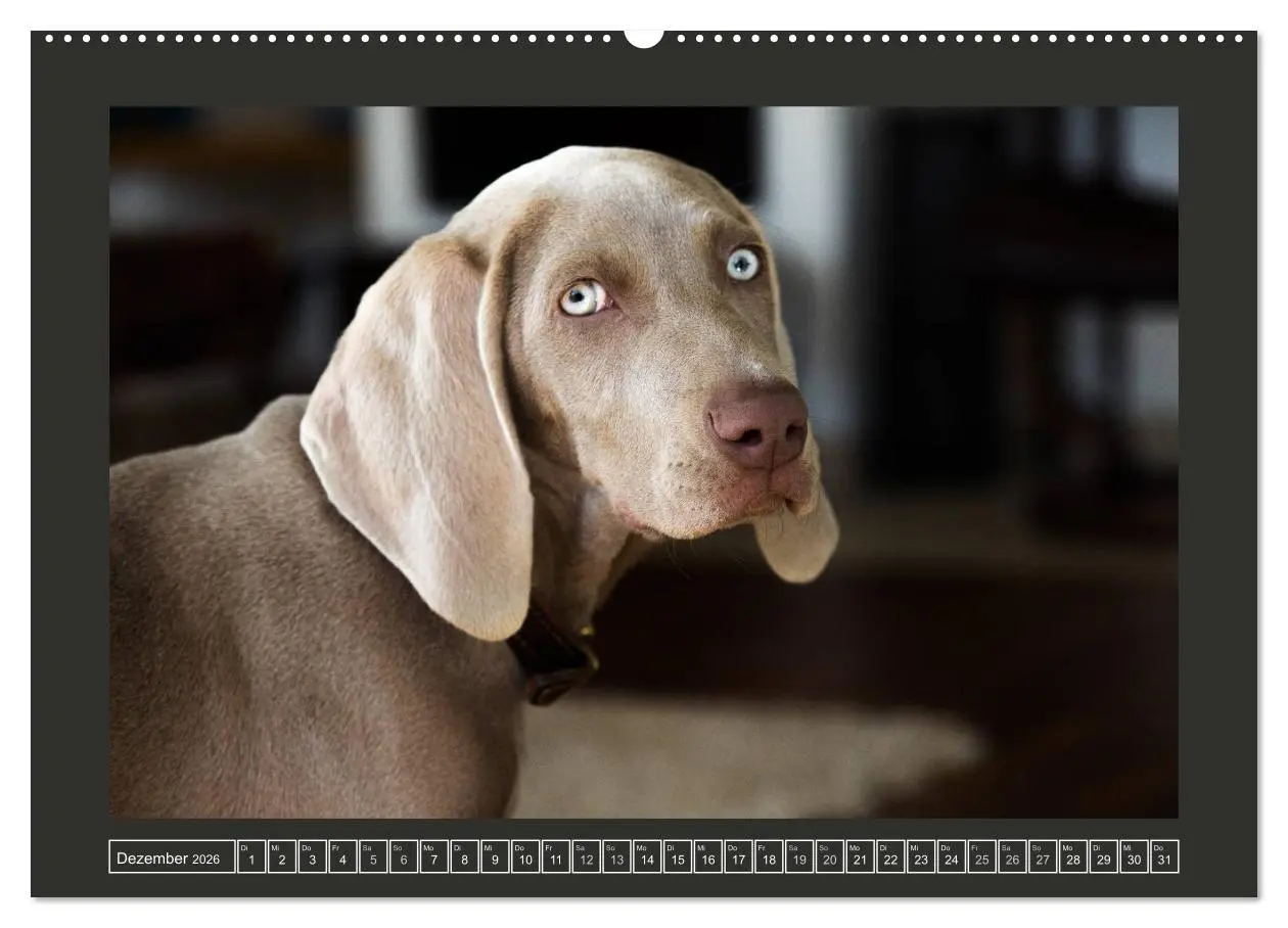 Bild: 9783457845486 | Weimaraner - Ein Welpenjahr (Wandkalender 2026 DIN A2 quer),...