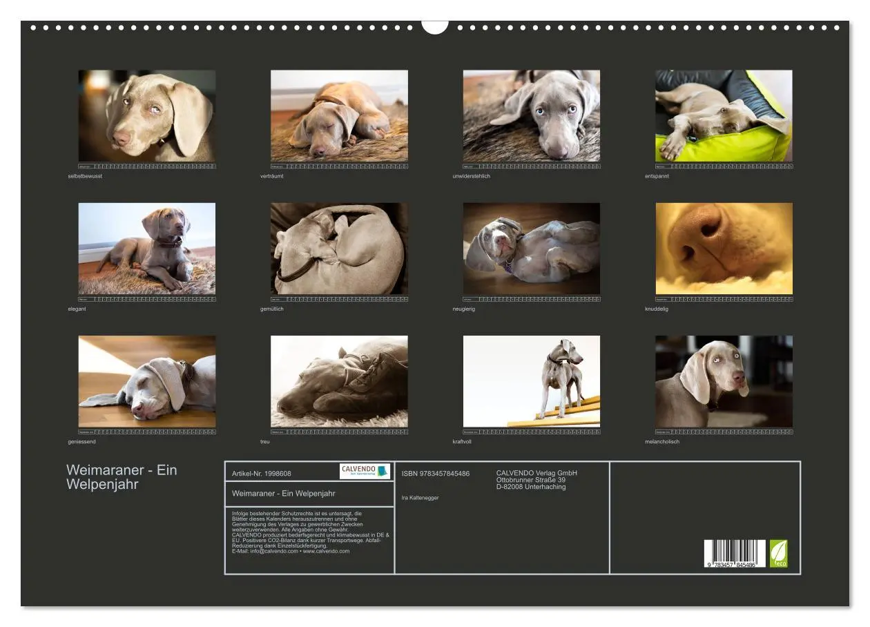 Bild: 9783457845486 | Weimaraner - Ein Welpenjahr (Wandkalender 2026 DIN A2 quer),...