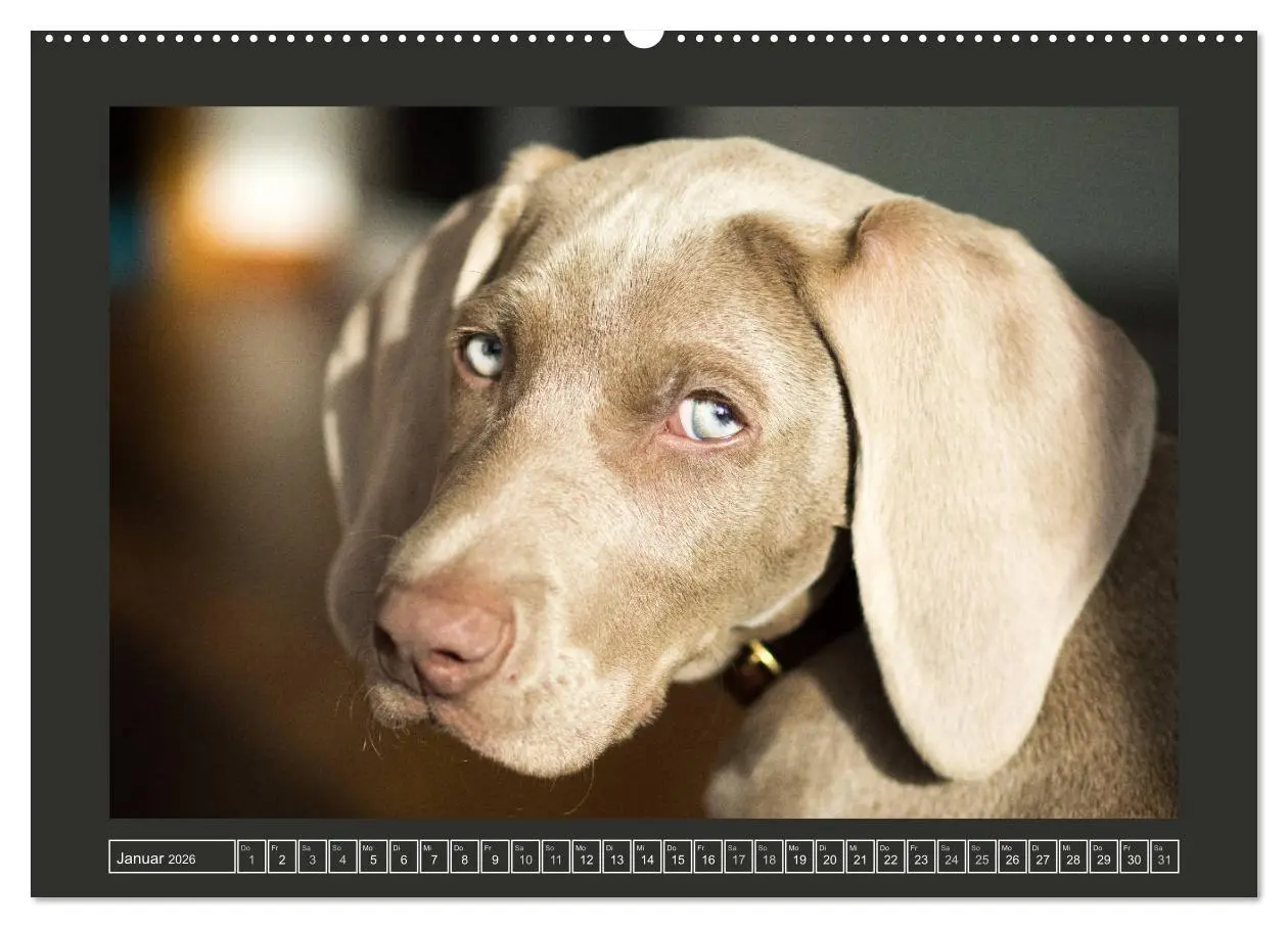 Bild: 9783457845486 | Weimaraner - Ein Welpenjahr (Wandkalender 2026 DIN A2 quer),...