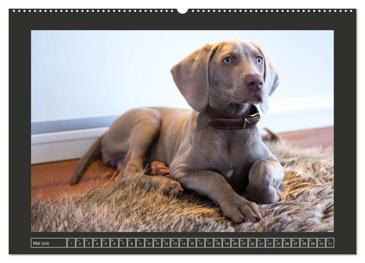 Bild: 9783457845486 | Weimaraner - Ein Welpenjahr (Wandkalender 2026 DIN A2 quer),...