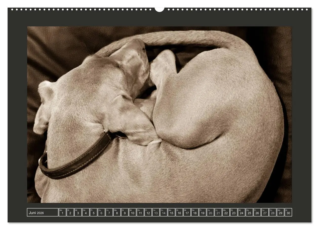 Bild: 9783457845486 | Weimaraner - Ein Welpenjahr (Wandkalender 2026 DIN A2 quer),...