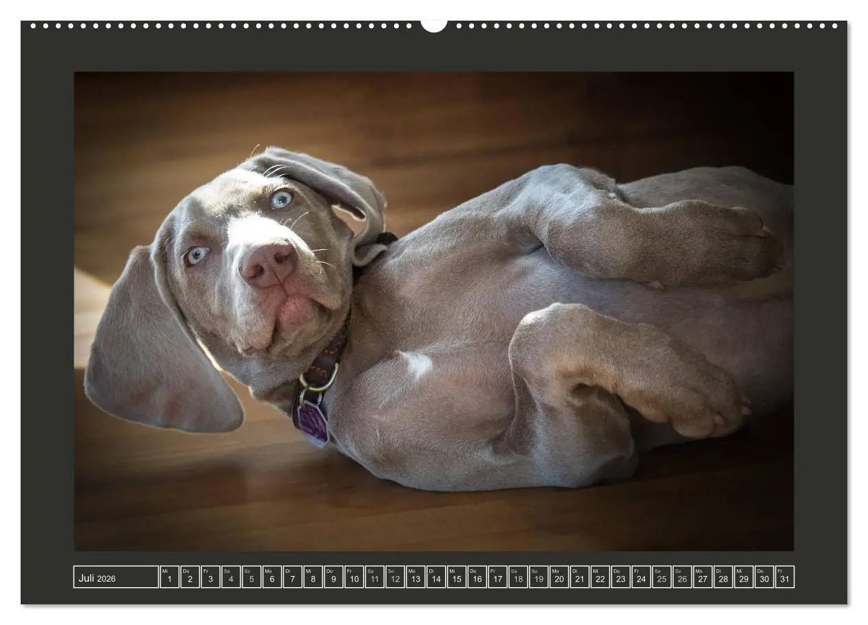 Bild: 9783457845486 | Weimaraner - Ein Welpenjahr (Wandkalender 2026 DIN A2 quer),...