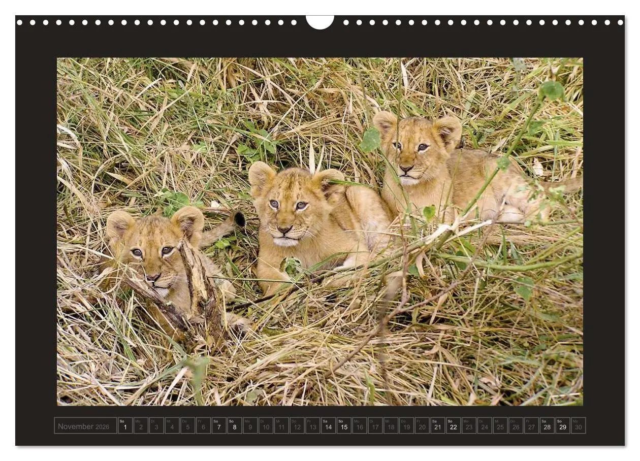 Bild: 9783516175486 | Kenia (Wandkalender 2026 DIN A3 quer), CALVENDO Monatskalender | 2026