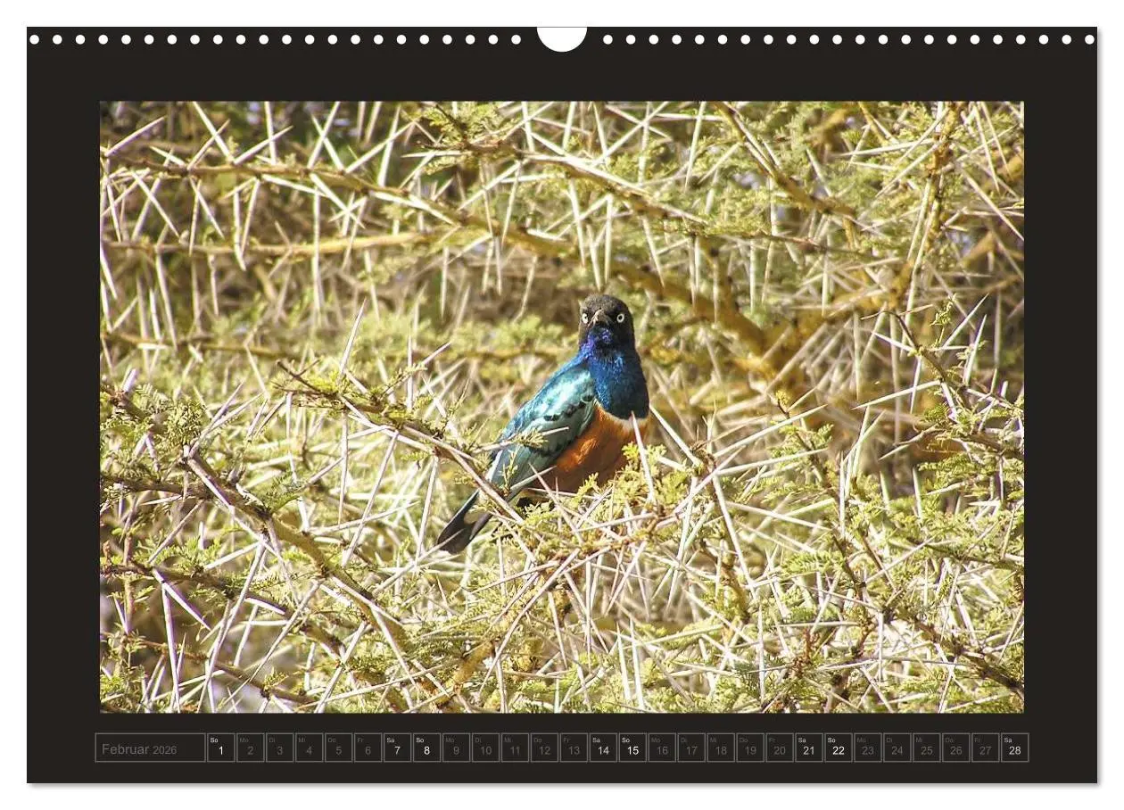 Bild: 9783516175486 | Kenia (Wandkalender 2026 DIN A3 quer), CALVENDO Monatskalender | 2026