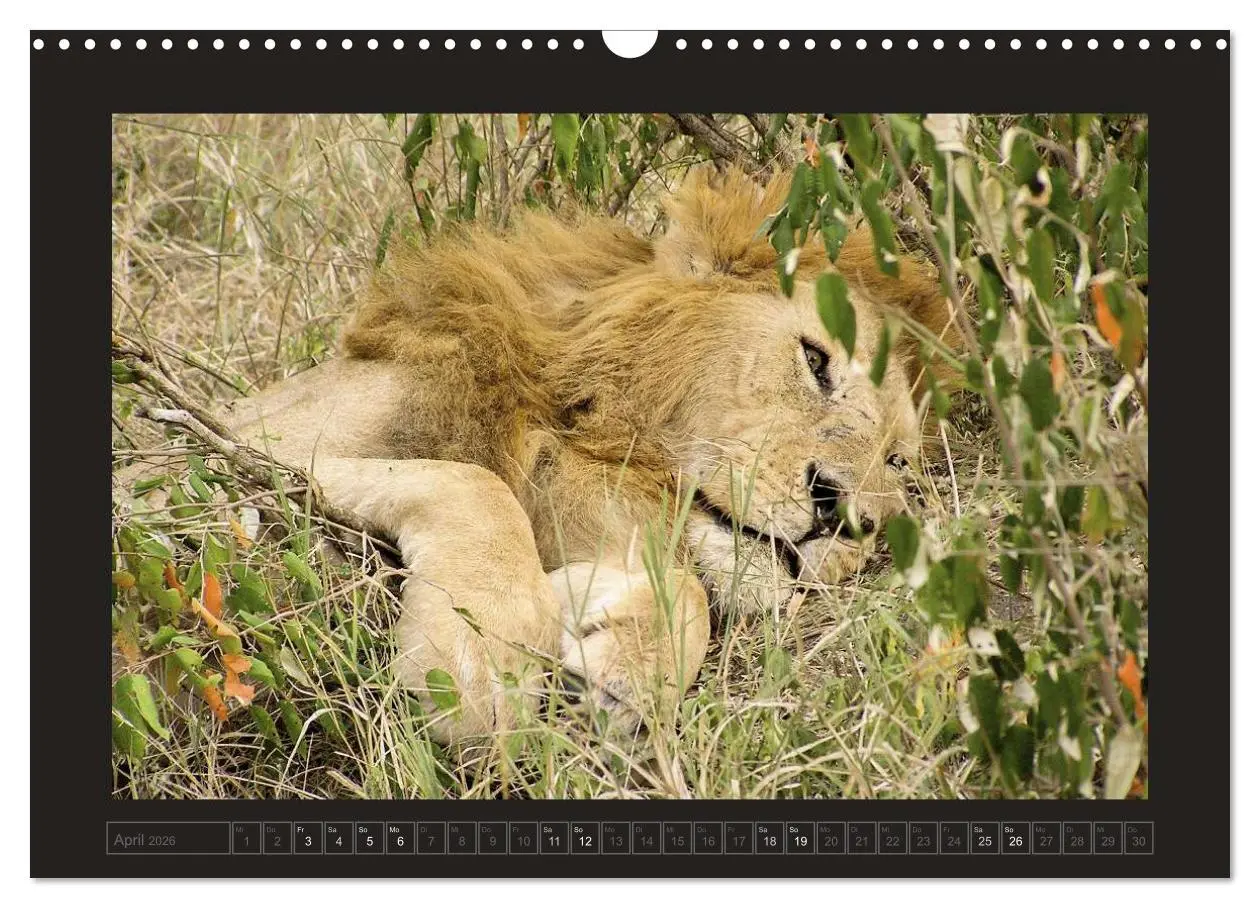 Bild: 9783516175486 | Kenia (Wandkalender 2026 DIN A3 quer), CALVENDO Monatskalender | 2026