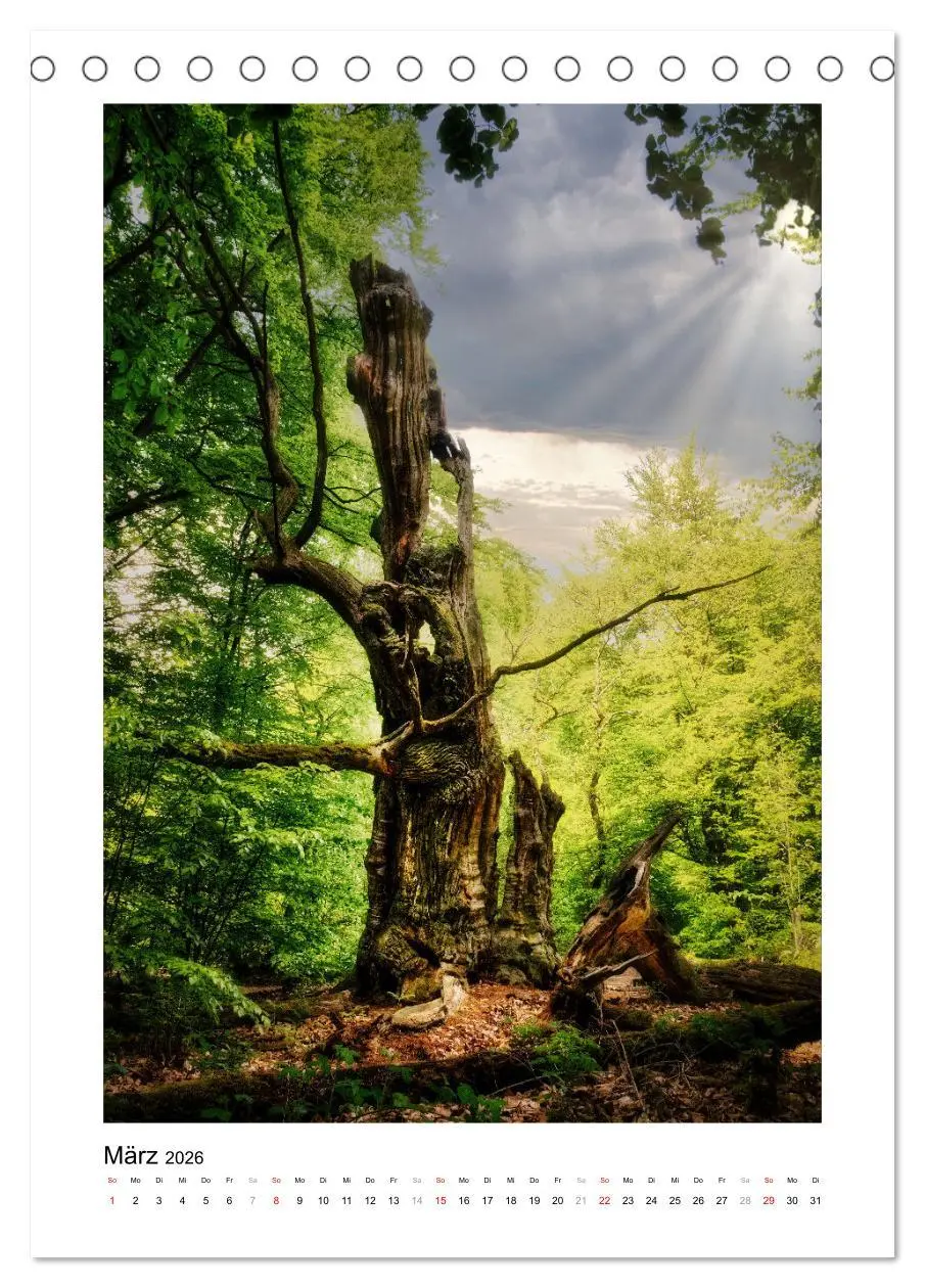 Bild: 9783516315486 | Märchenhaft mystisch (Tischkalender 2026 DIN A5 hoch), CALVENDO...