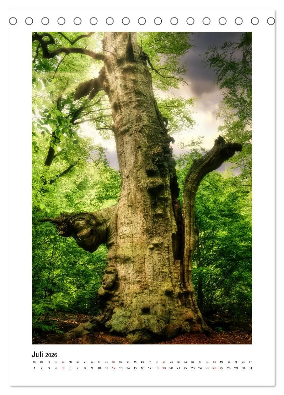 Bild: 9783516315486 | Märchenhaft mystisch (Tischkalender 2026 DIN A5 hoch), CALVENDO...